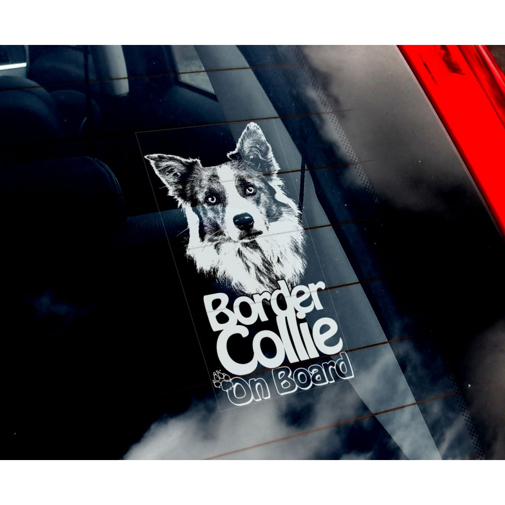 Бордер Коллі (Border Collie) стикер 2536580765
