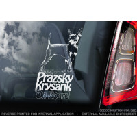 Бражійський щурарик (крисолів) стикер